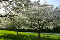 Bloom II