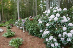 Rhodies