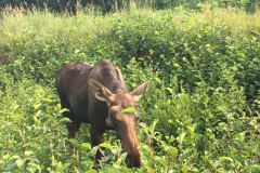 Alaska36